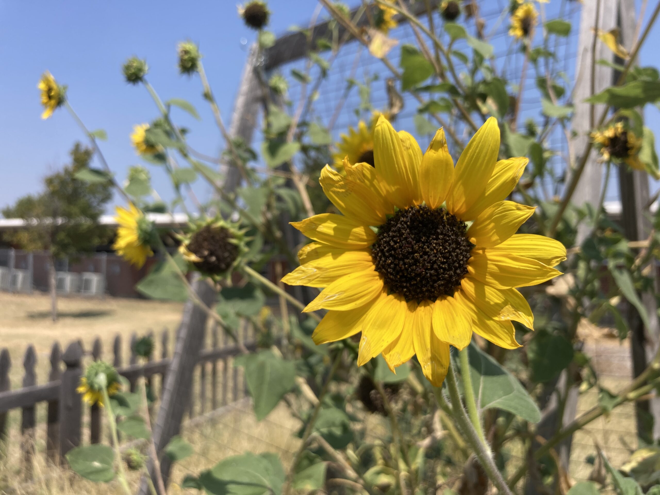 Flowers grow at ACM Acres